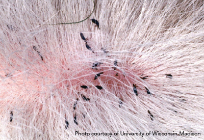 Close up image of cattle lice in hair
