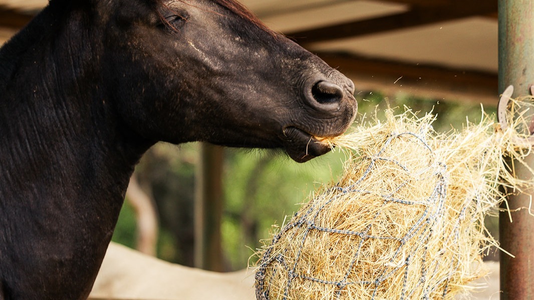 Get expert advice from hay suppliers on how to protect your horse's feed from toxins.